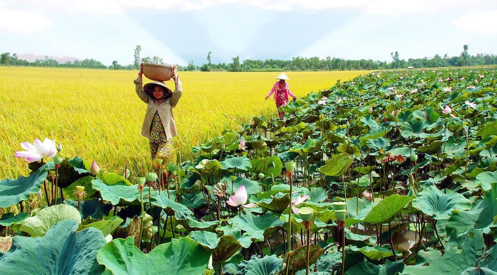 Giảm nghèo ở Tam Nông từ sức bật của kinh tế tập thể