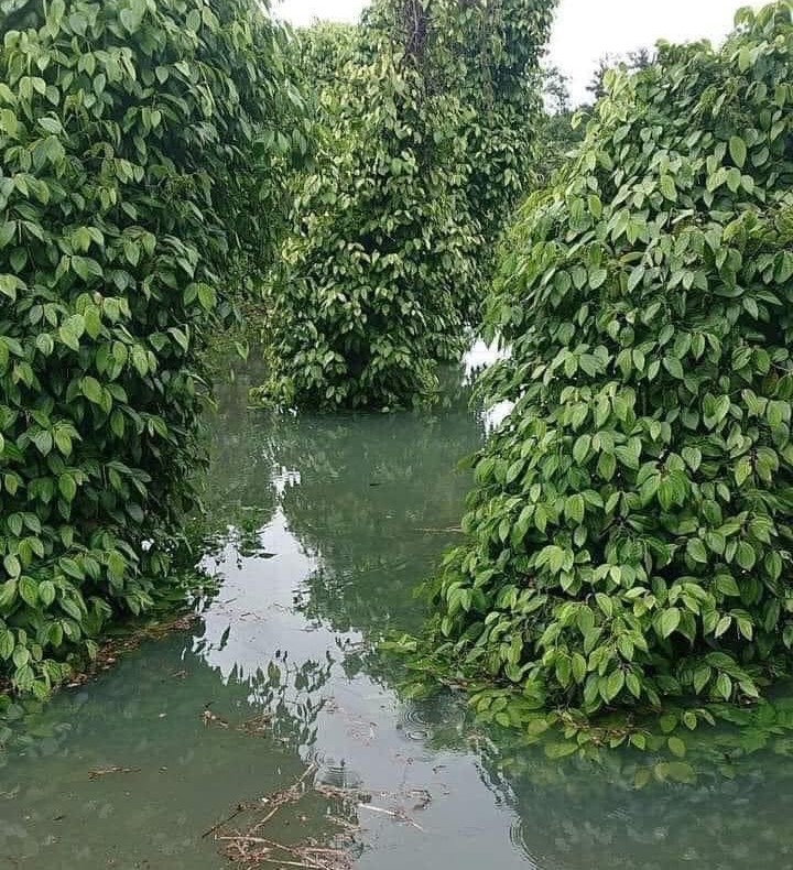 Giá tiêu được kỳ vọng sẽ lấy lại mốc 75.000 đồng/kg