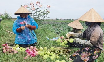 Giống Cây Nhàu