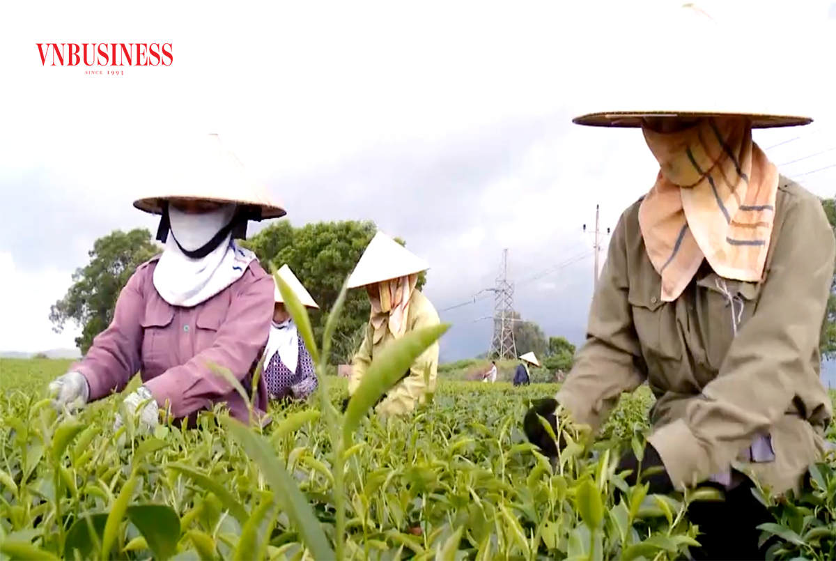 Linh hoạt trong sản xuất, nông dân Hải Hà tự tin làm giàu