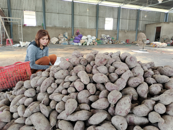 Nông thôn mới nhìn từ câu chuyện liên kết giữa HTX và doanh nghiệp