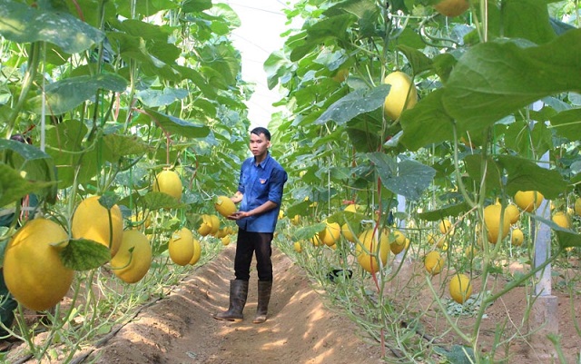 Tuổi trẻ làm giàu từ nông nghiệp sạch