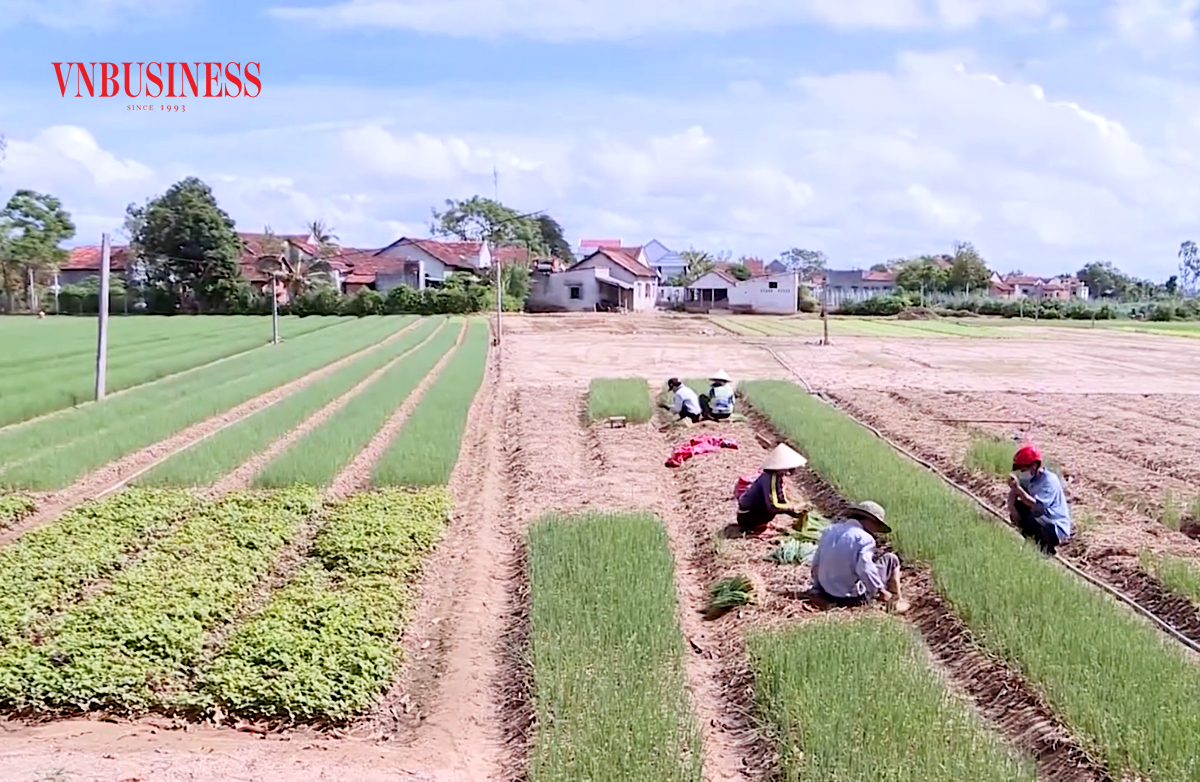 Liên kết làm nông nghiệp sạch 'hái ra tiền'