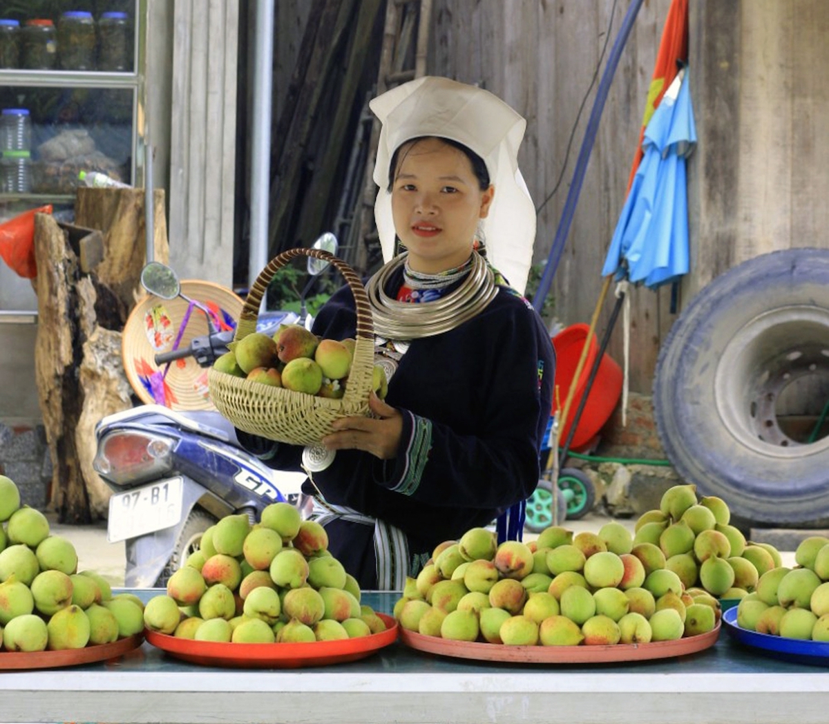 Đào tiên Ngân Sơn giúp bà con xóa đói, giảm nghèo