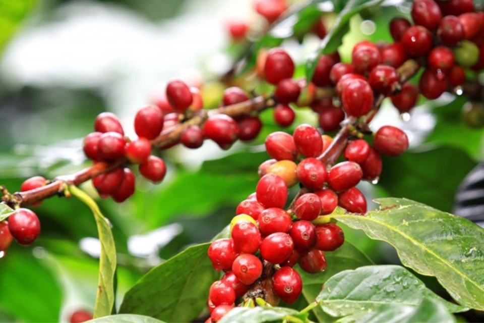 Tiếp tục đi xuống, giá cà phê mất 300 đồng/kg