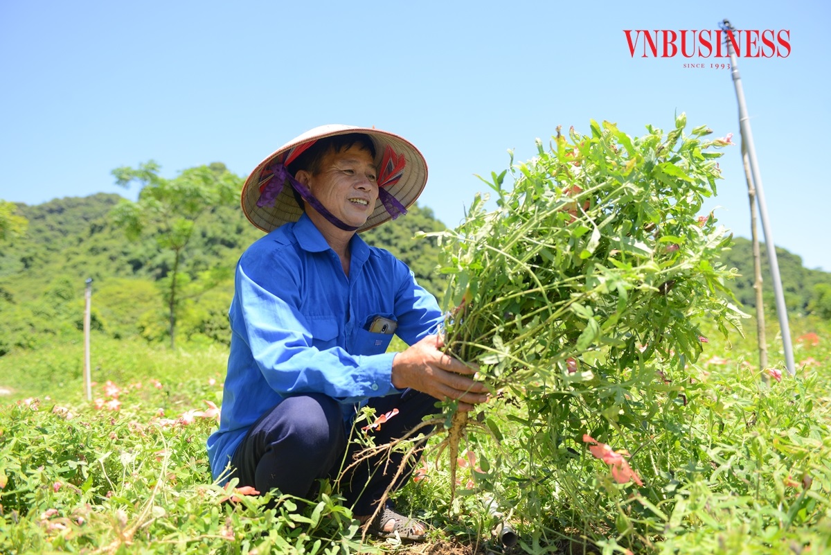 HTX 'hái' ra tiền nhờ hồi sinh giống sâm đã thất truyền