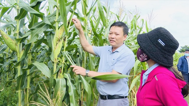 Đồng bào Công giáo phát triển kinh tế HTX ở Gia Lai