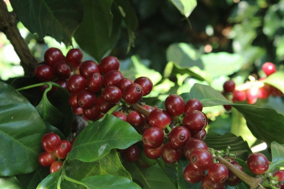 Giá cà phê vẫn quanh mốc 66.000 đồng/kg