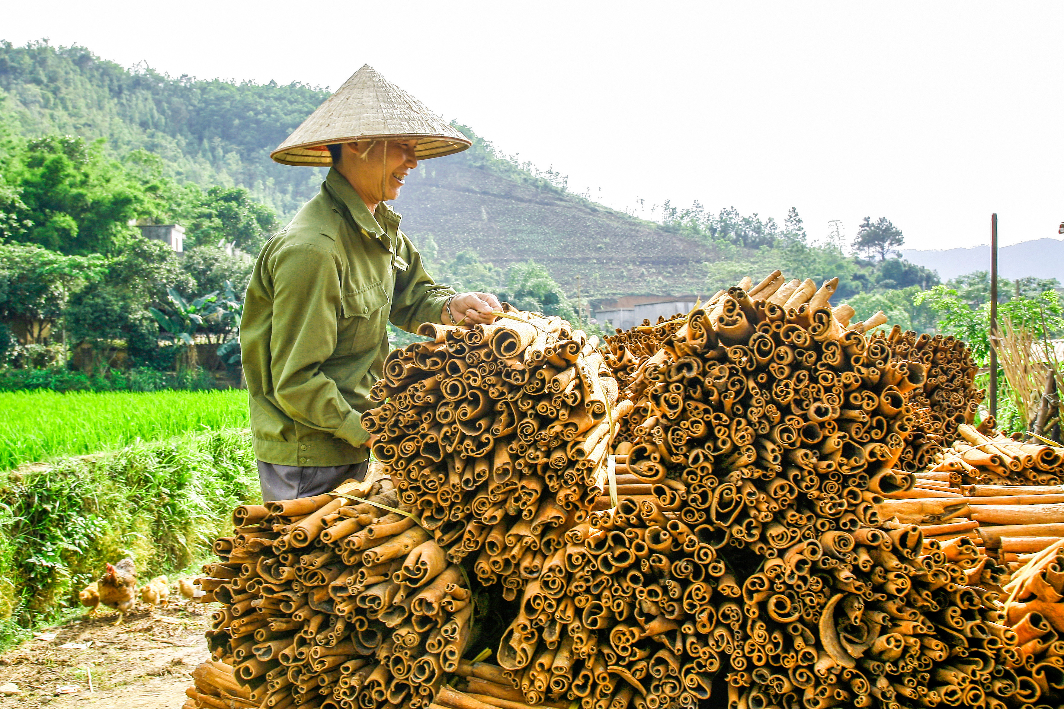 Hương quế bay xa giúp người dân thoát cảnh nghèo khó