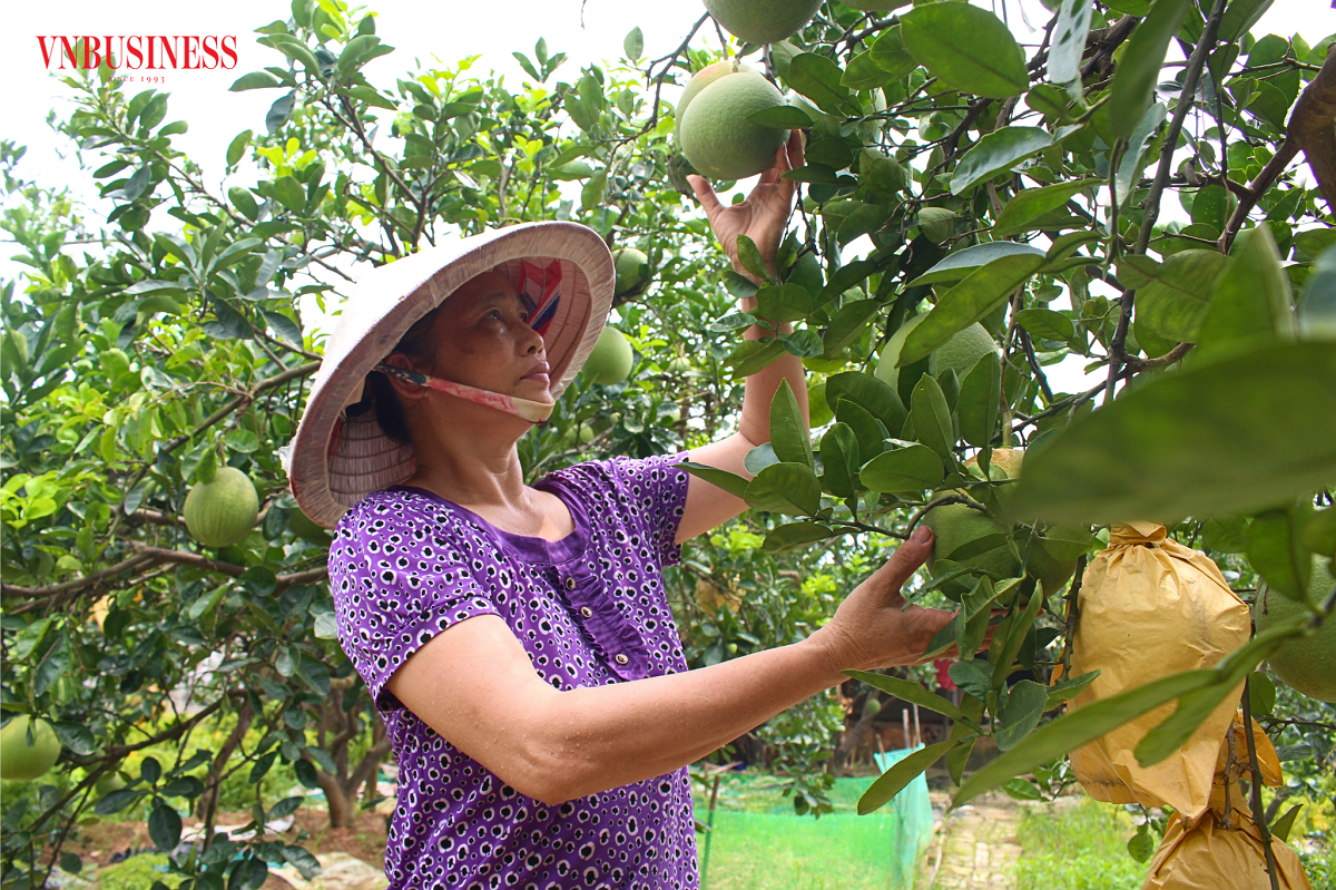 Quyết tâm chuyển đổi canh tác giúp nông dân HTX Uy Nỗ 'đổi đời'