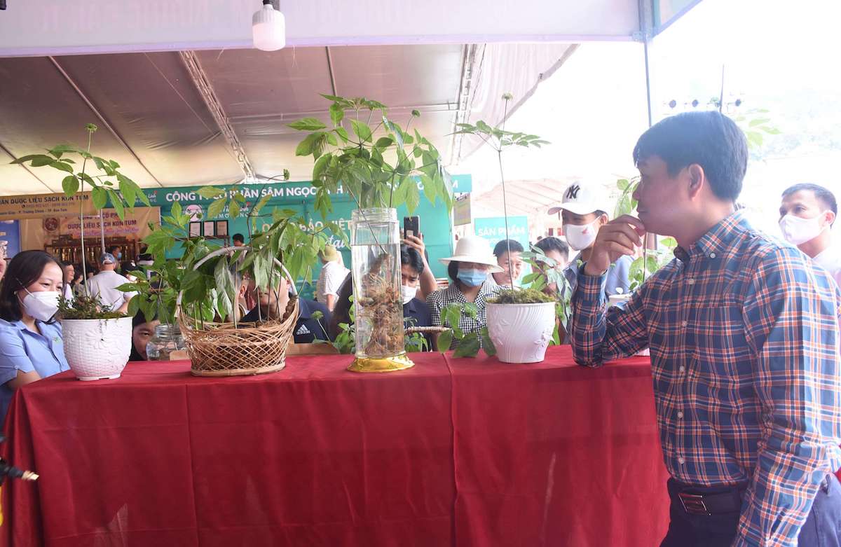 Cây dược liệu ‘chữa nghèo’ cho bà con ở Tu Mơ Rông
