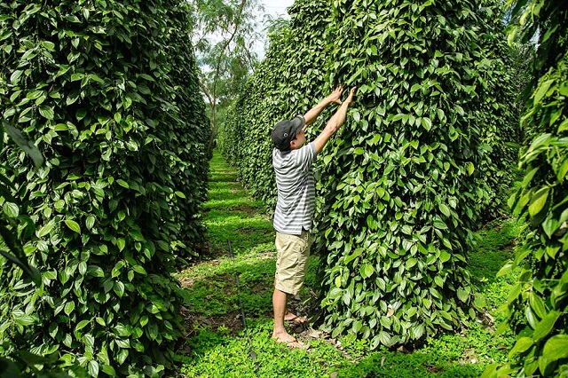 Tín đồ Tin lành sản xuất sạch theo hướng bền vững