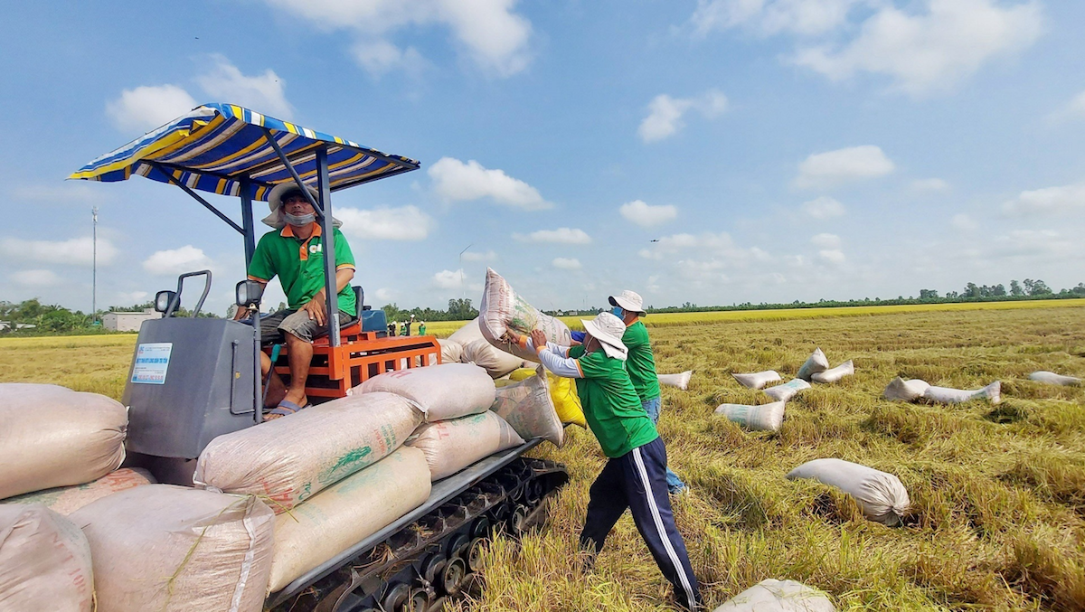Giá gạo Việt Nam bất ngờ vượt Thái Lan, giữ ngôi cao nhất thế giới