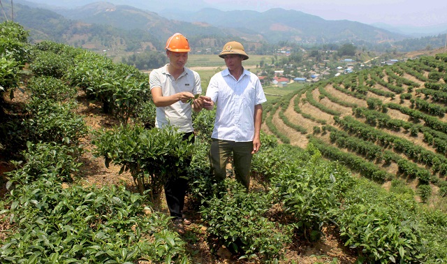 Tam Đường giảm nghèo từ chuyển đổi cơ cấu cây trồng