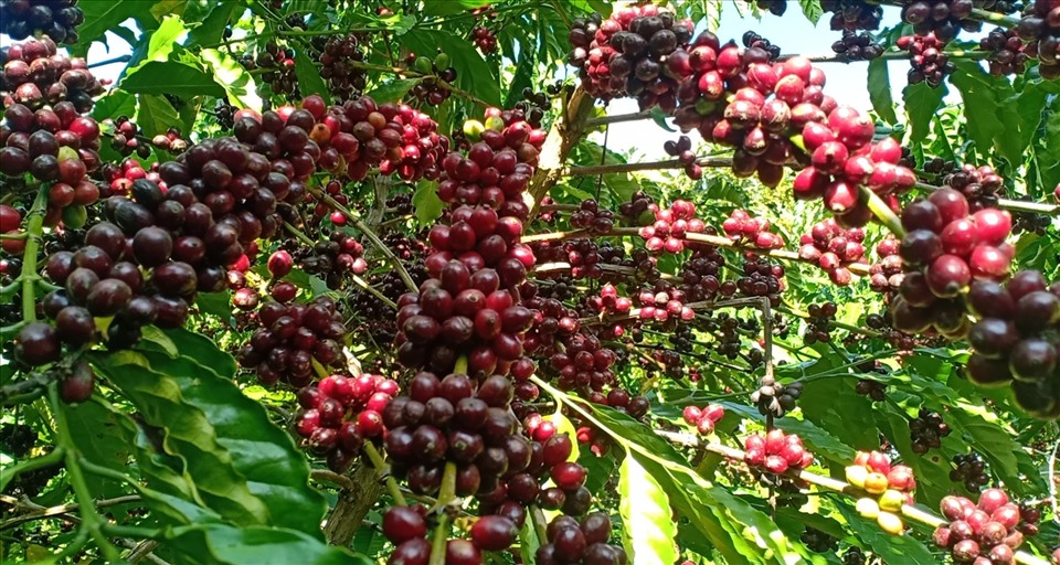 Giá cà phê tăng nhẹ 100 đồng/kg