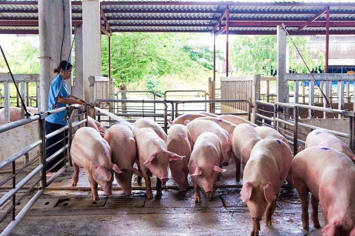 Giá lợn hơi giảm, nông dân ngại tái đàn, liệu có thiếu nguồn cung thịt lợn dịp Tết?