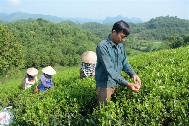 Nâng cao chất lượng về hình thức tổ chức sản xuất trong xây dựng NTM
