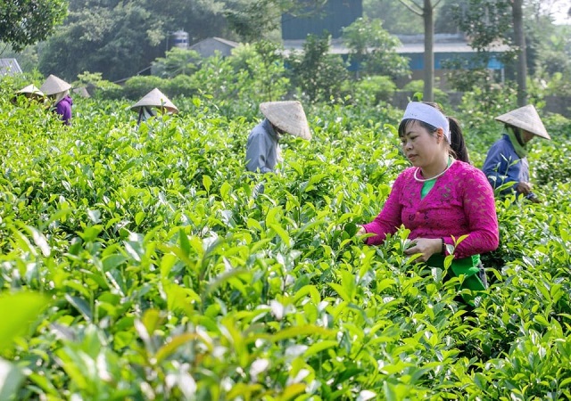 Nâng cao đời sống đồng bào miền núi từ mô hình HTX