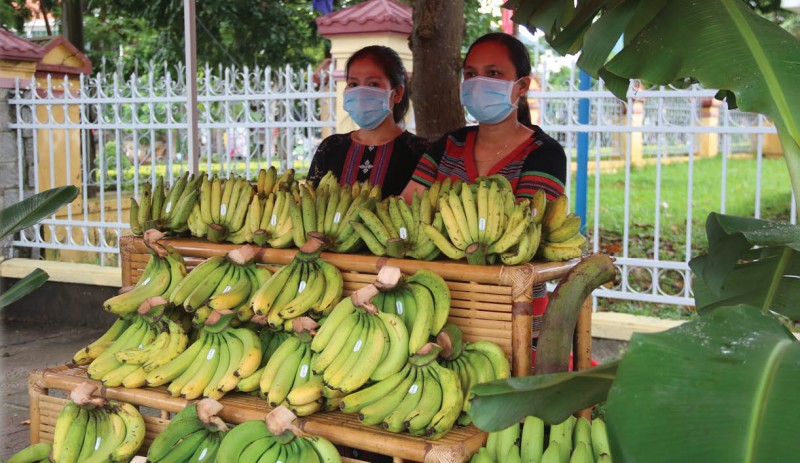 Tiền ùn ùn nhờ trồng chuối già lùn