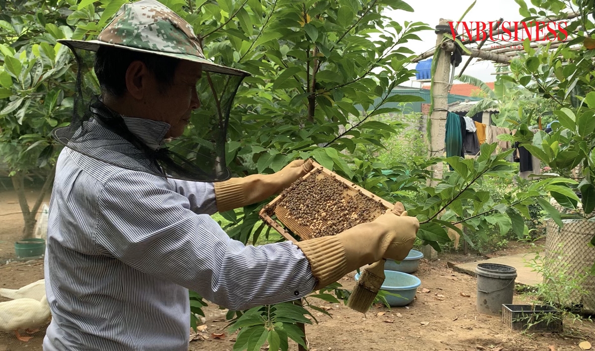 Nuôi ong bằng... hoa rừng ngập mặn, Tổ hợp tác giúp nông dân Đa Lộc 'đổi đời'