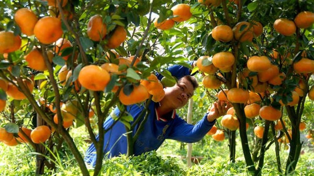 Nông dân Lai Vung vững tin vào kinh tế hợp tác đưa vùng cây ăn trái đi lên