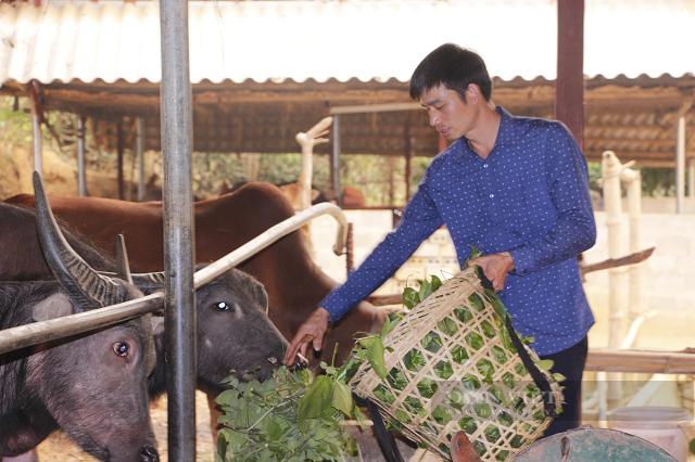 Mở hướng thoát nghèo từ chăn nuôi gia súc