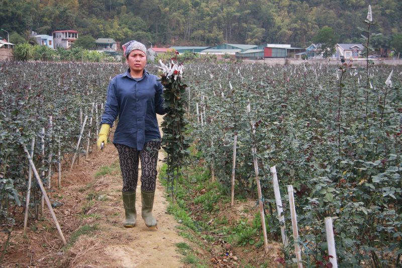 'Chê lúa mê hoa' giúp người dân thoát nghèo