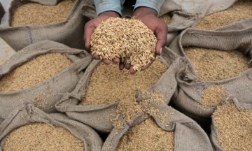 Hiệu ứng domino có xảy ra khi Ấn Độ hạn chế xuất khẩu gạo