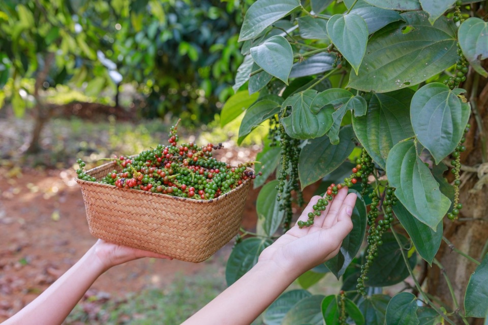 Giá tiêu đồng loạt tăng 500 đồng/kg