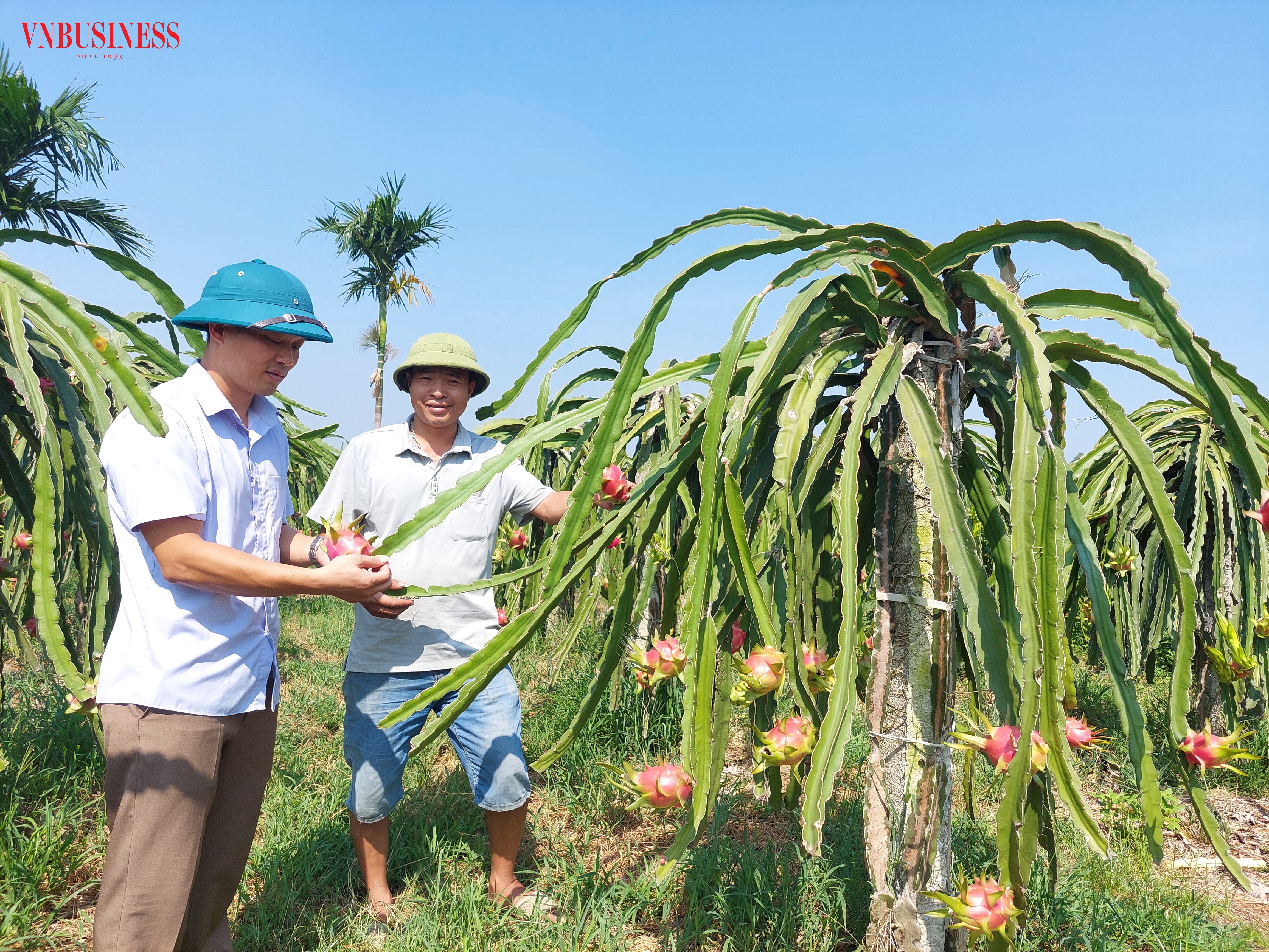Tìm lối đi cho trái thanh long