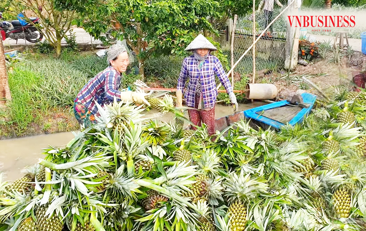 Nông nghiệp sinh thái 'nở rộ' trong nông thôn mới ở Vị Thanh