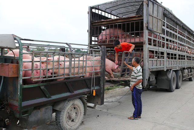 Giá lợn hơi chững lại, mốc 60.000 đồng/kg chỉ thưa thớt ở một vài địa phương