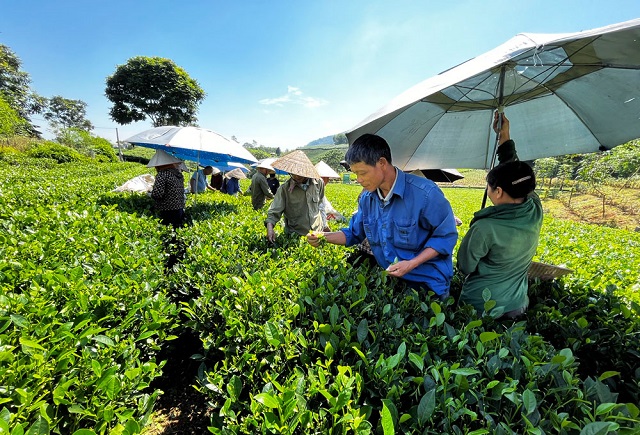 NTM gắn với xây dựng 'nông nghiệp sinh thái, nông thôn hiện đại'