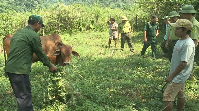 Đảm bảo sinh kế cho đồng bào ở vùng đệm Phong Nha – Kẻ Bàng