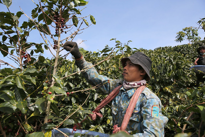 Giá cà phê dao động trong khoảng từ 65.400 - 66.500 đồng/kg