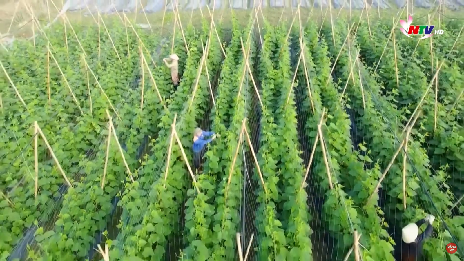 Chìa khóa giúp Đô Lương 'chạm đích' nông thôn mới
