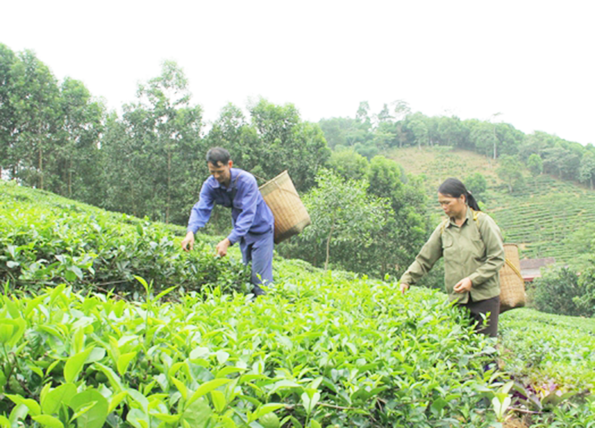 Nông dân xứ Thanh làm giàu với cuộc 'cách mạng' trong tư duy sản xuất