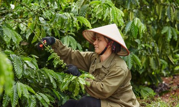 Coffee Barometer 2023: Nestlé đứng đầu về phát triển bền vững