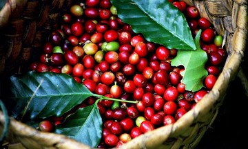 Cà phê ổn định ở mức 66.800 đồng/kg