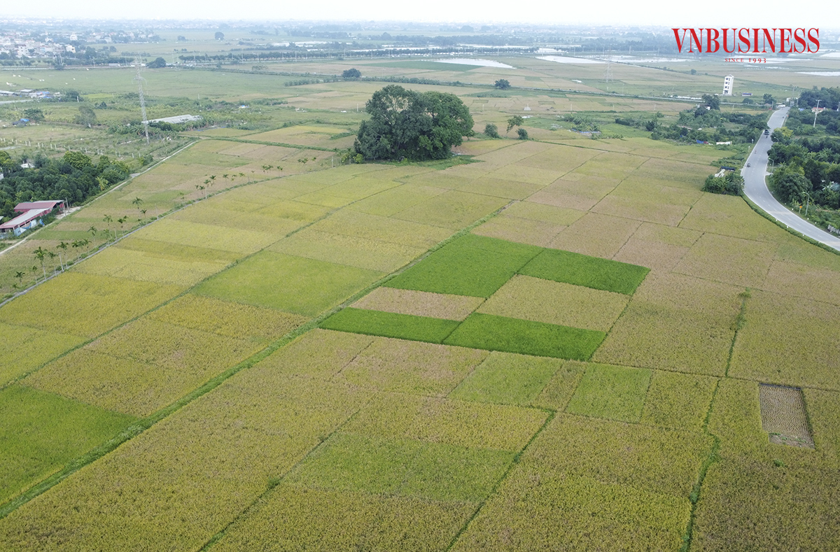 Mùa vàng trên cánh đồng Tam Hưng