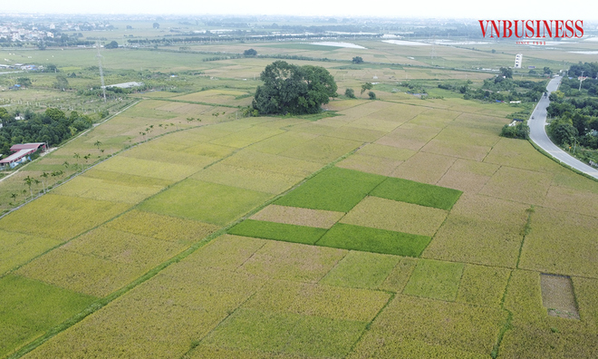 <p class="Normal">
Trong tiết trời thu những ngày cuối tháng 9, nhiều ruộng lúa trên địa bàn xã Tam Hưng đang chuyển sang màu vàng rực. Các hộ nông dân cũng đang bước vào mùa thu hoạch.</p>