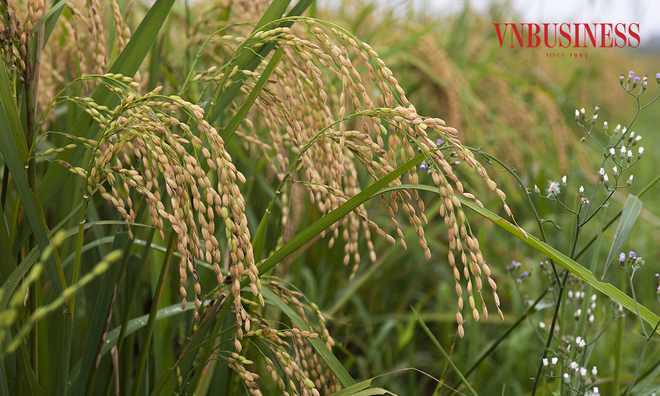 <p class="Normal">
Gần 250 ha được người dân Tam Hưng tập trung trồng giống lúa nếp cái hoa vàng, còn lại là giống Bắc thơm số 7 và một số giống lúa khác. Những ngọn lúa trĩu bông hứa hẹn vụ mùa bội thu cho bà con nơi đây.</p>