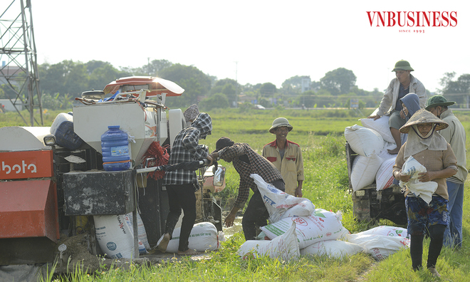 <p class="Normal">
Lúa sau khi gặt được đóng bao tại chỗ, đưa lên trên bờ ruộng, người dân chỉ việc vận chuyển về và tiến hành phơi khô.</p>