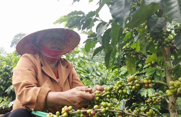 HTX cà phê ngổn ngang mối lo