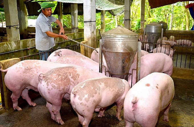 Giá heo hơi 'lao dốc', người chăn nuôi vẫn có lãi?