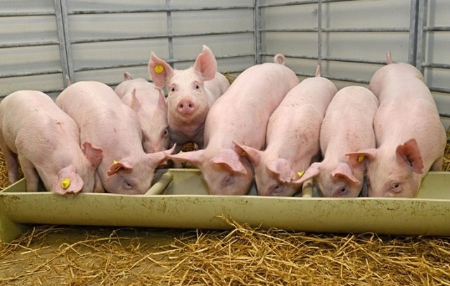 Giảm 1.000 đồng/kg, giá lợn hơi có nguy cơ mất mốc 58.000 đồng/kg
