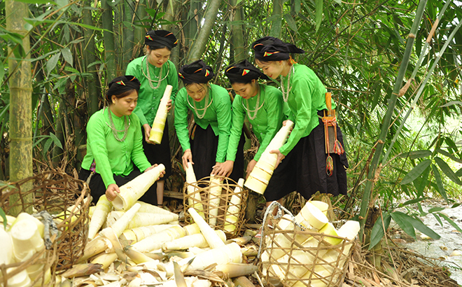Người Lục Yên làm giàu từ... cây xóa đói giảm nghèo
