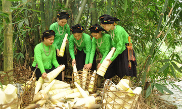 Người Lục Yên làm giàu từ... cây xóa đói giảm nghèo