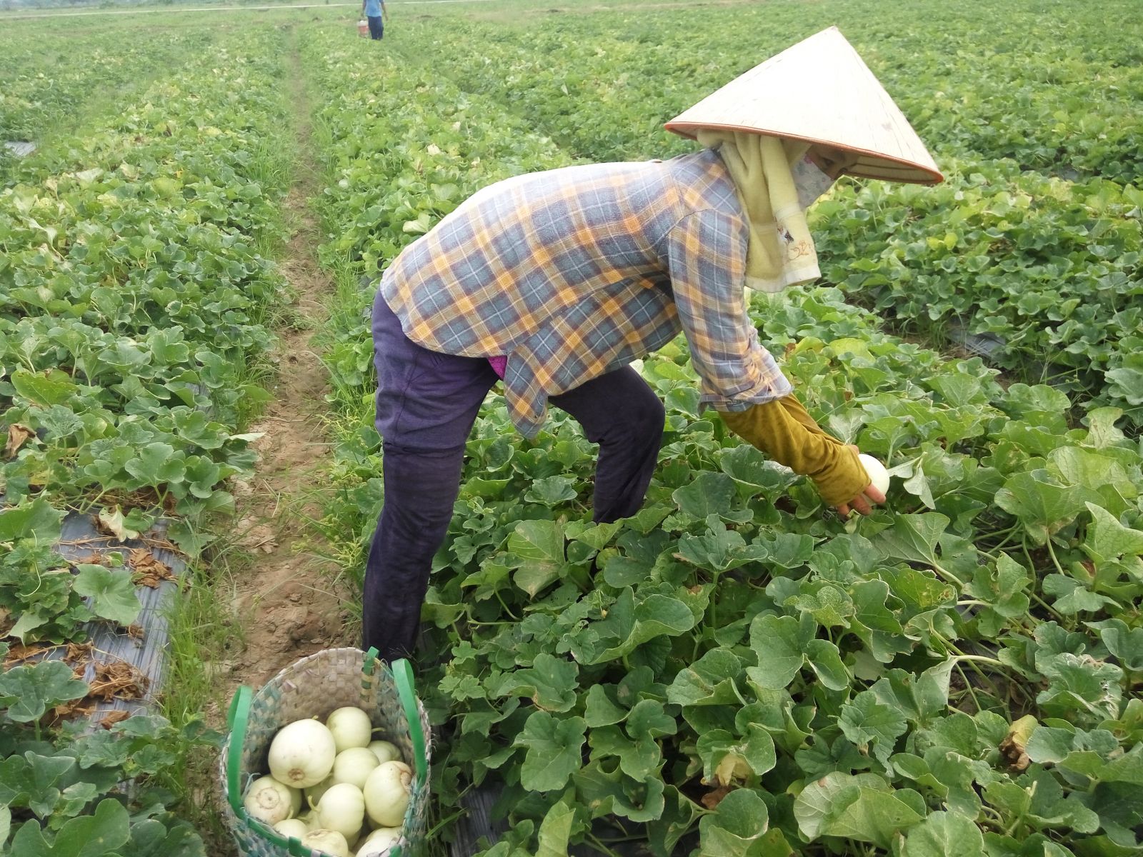 Du lịch Sóc Sơn 'hút' khách từ nông sản địa phương