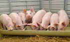 Giảm 1.000 đồng/kg, giá lợn hơi có nguy cơ mất mốc 58.000 đồng/kg